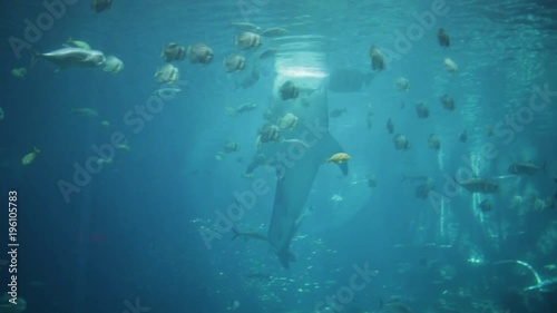 Whale Shark Eating in Large Aquarium photo