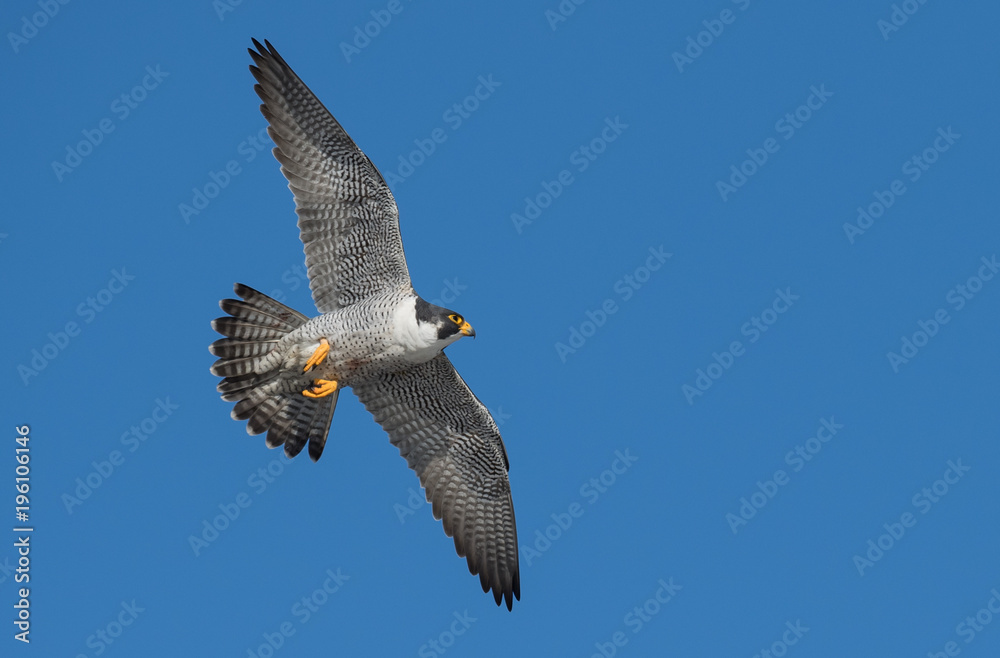Obraz premium Peregrine Falcon 