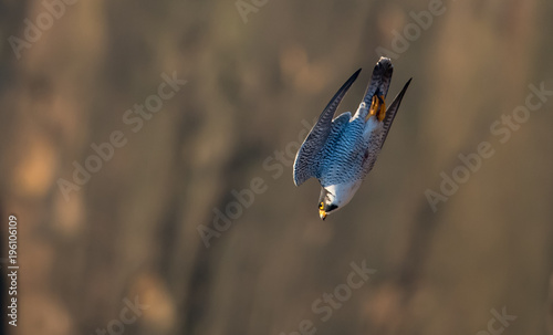 Fotografie Peregrine Falcon