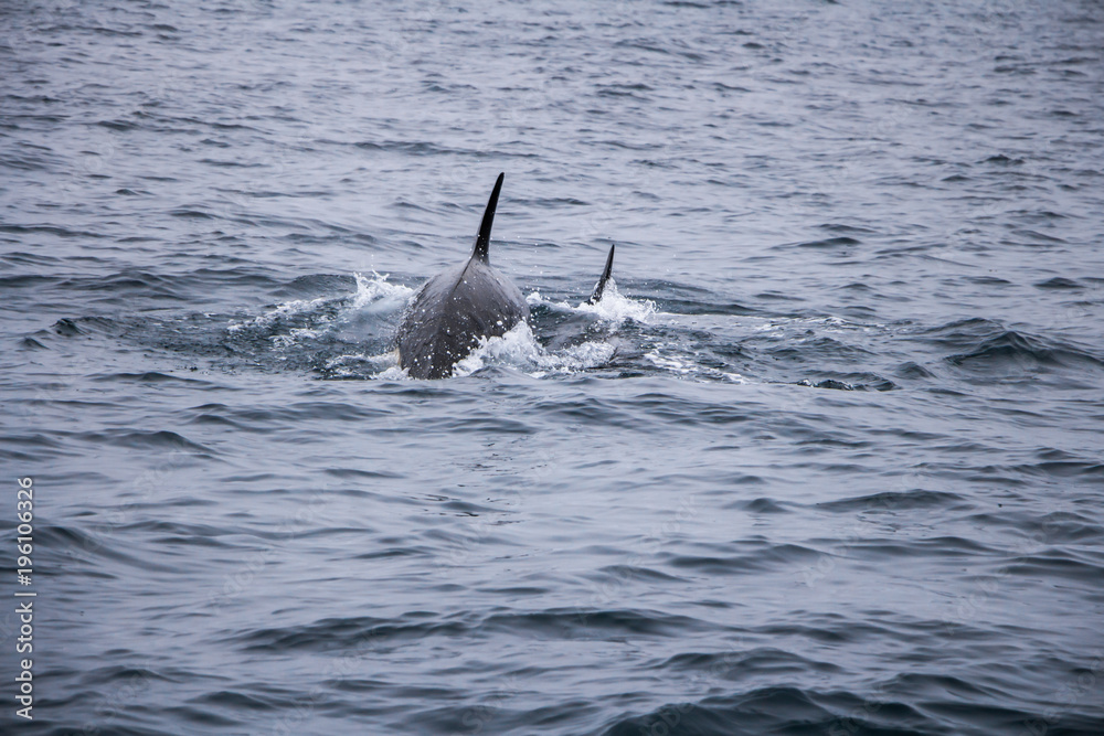Fototapeta premium Orcas swimming at sea of Okhotsk near Japan Shiretoko, Rausu village