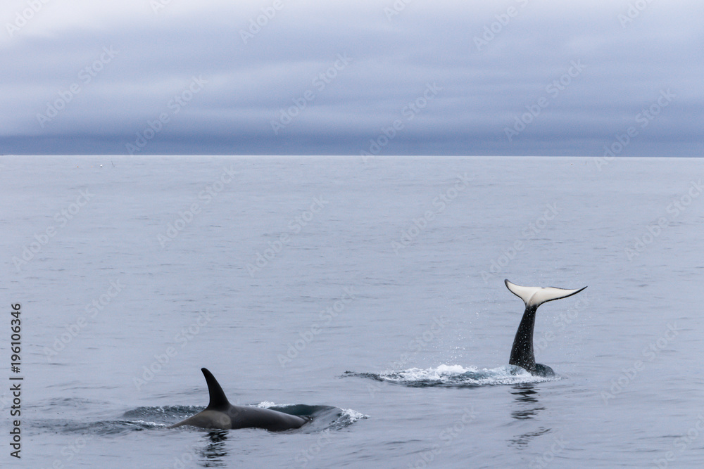 Fototapeta premium Orcas playing at sea of Okhotsk near Japan Shiretoko, Rausu village, horizon view