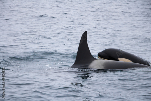 Two orcas observed at sea of Okhotsk near Japan Shiretoko  Rausu village
