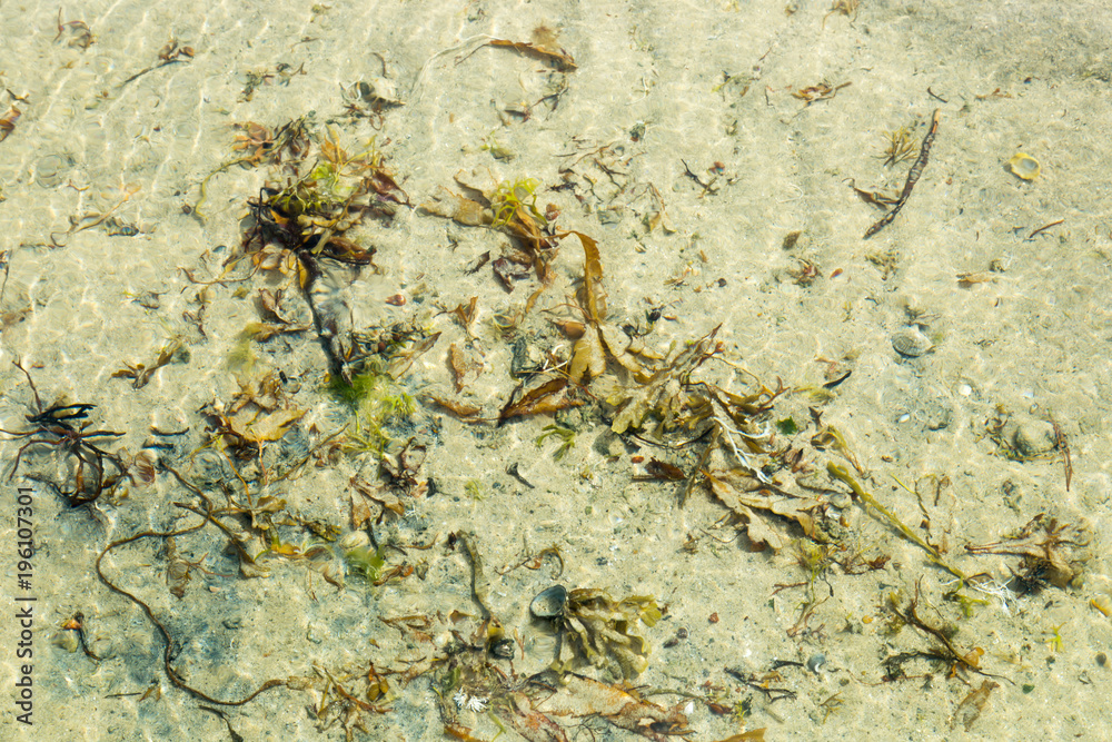 Seaweed on the beach shore with crystal water Seaweed on the beach shore with crystal water