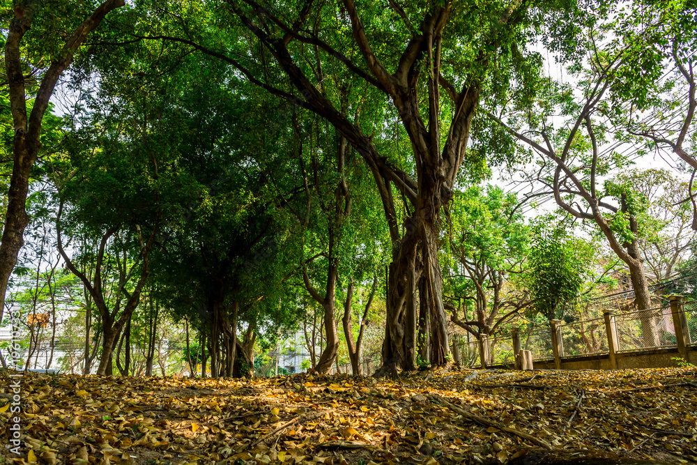 Green lush