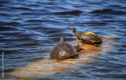 Softshell turtle Apalone ferox  sits on a log with a Florida red bellied turtle Pseudemys nelsoni photo