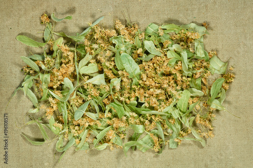 Linden. Dry herbs. Herbal medicine, phytotherapy medicinal herbs.