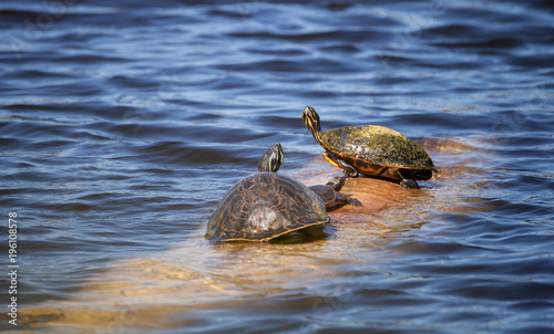 Softshell turtle Apalone ferox  sits on a log with a Florida red bellied turtle Pseudemys nelsoni photo