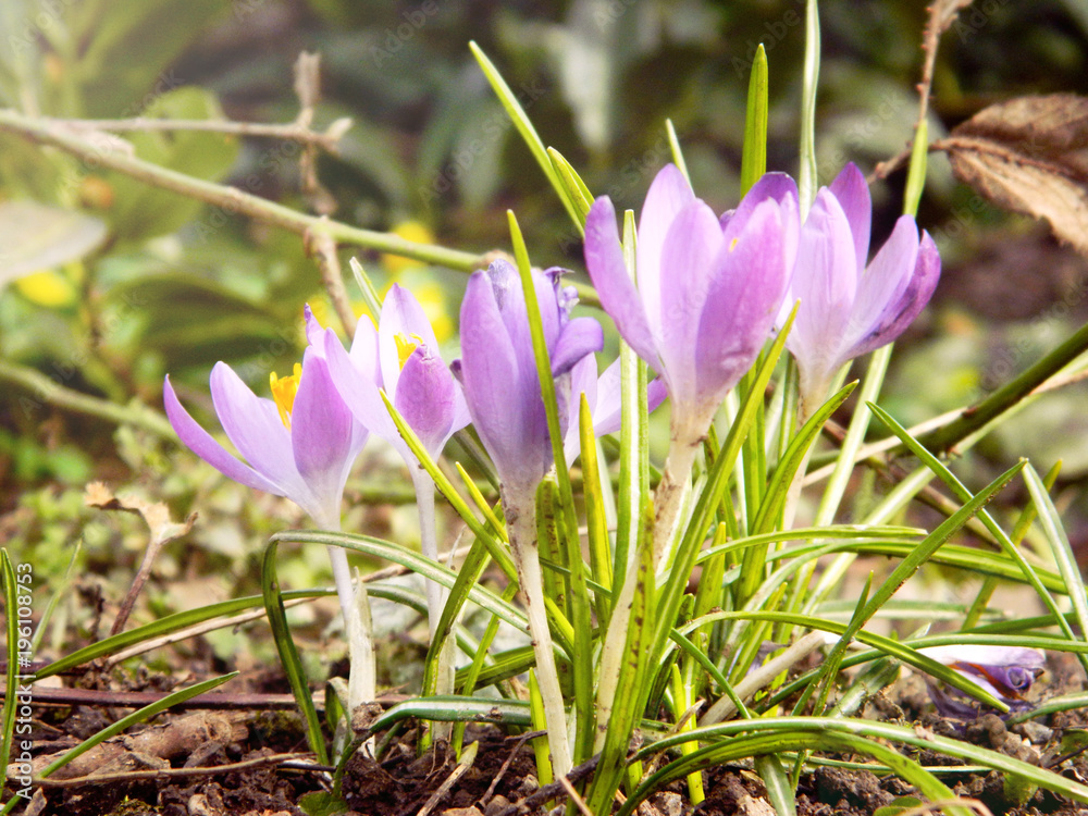 Colorful crocus in march