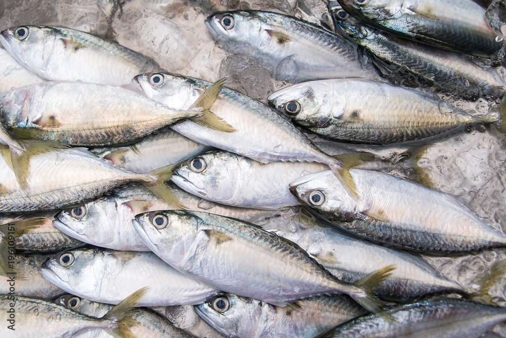 Fresh Group of fish in The Local Market Fresh Group of fish in The Local Market