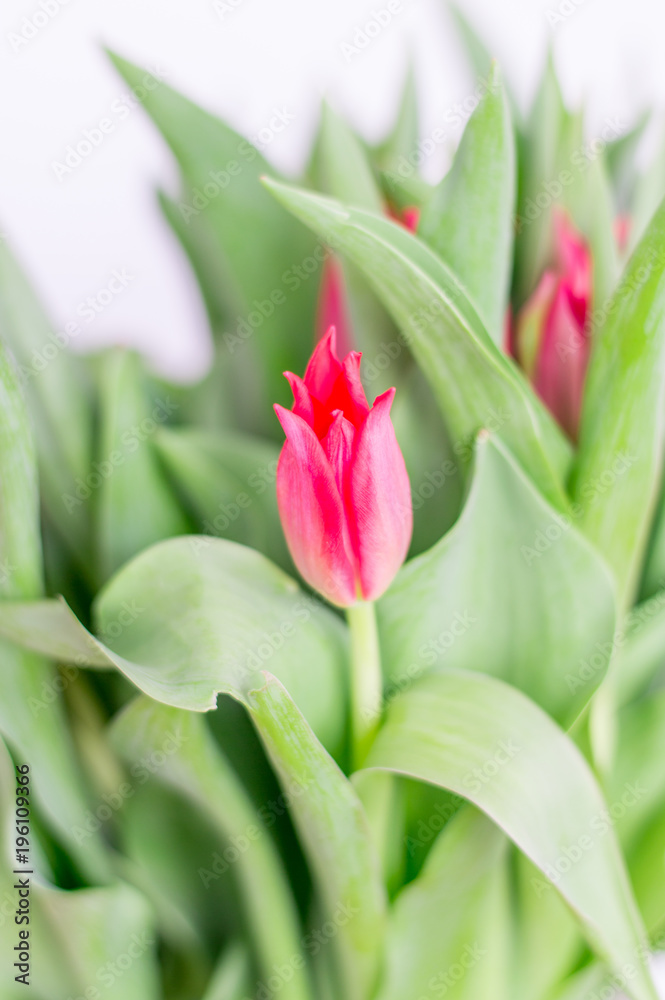 Close-up for red tulip flower. Close-up for red tulip flower.