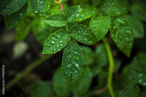 Trending Green Picture ,leaf , plant, leaves, nature, herb, tree, garden, fresh, spring, forest, herbal, natural, growth, organic