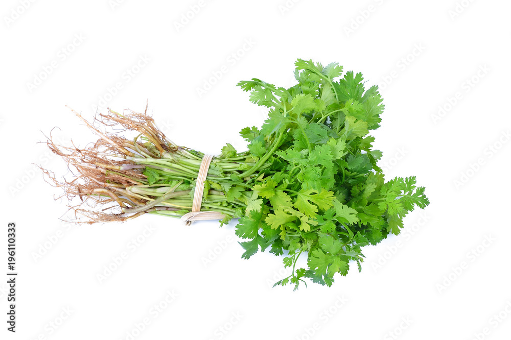 Fototapeta premium Coriandrum sativum leaves isolated on white background