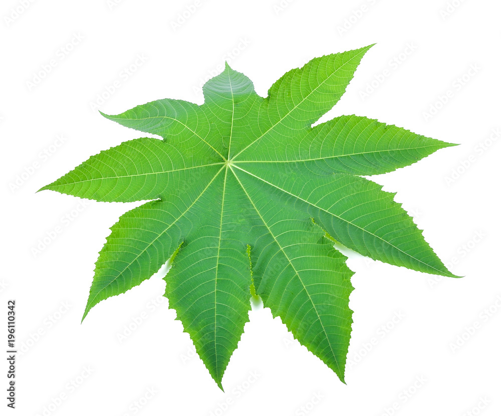 Fototapeta premium Castor leaf on white background