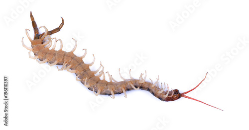 centipede isolated on white background