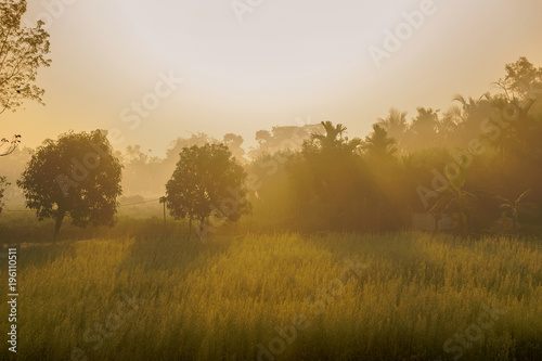 Morning scene , agriculture land - rural India