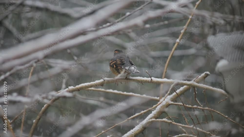 young american robin on snowy cherry tree 2 young american robin on snowy cherry tree 2