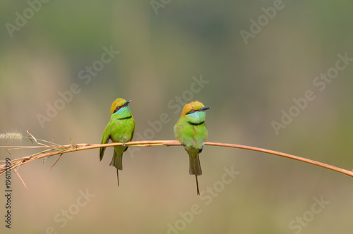 Green Bee-Eater (Merops Orientalis)