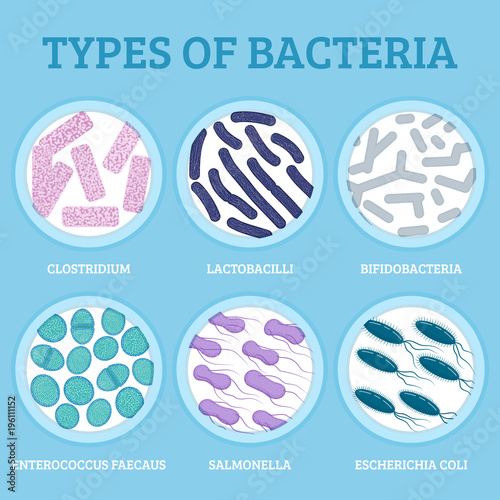 Types of gut bacteria