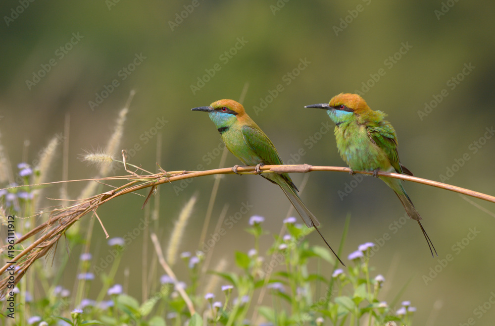 Green Bee-Eater (Merops Orientalis) Green Bee-Eater (Merops Orientalis)