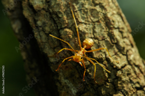 Image of red ant(Oecophylla smaragdina) on tree. Insect. Animal