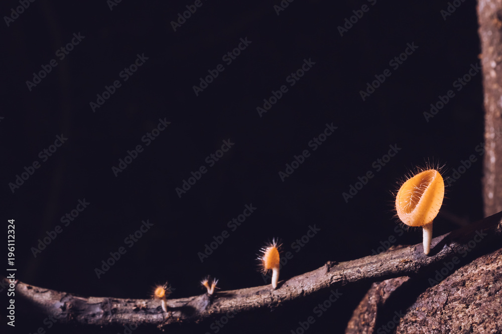 Obraz premium Champagne mushroom on wood in the rain forest with black background