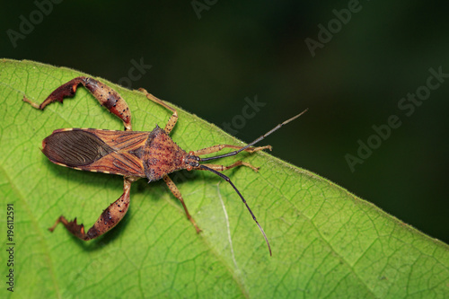 Image of Groundnut Bug, Acanthocoris sordidus (Coreidae) on green leaves. Insect Animal. photo