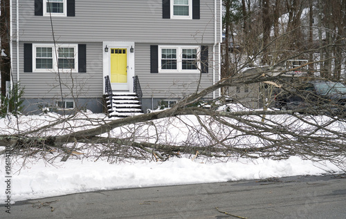  fallen tree during snow storm in front of the house
