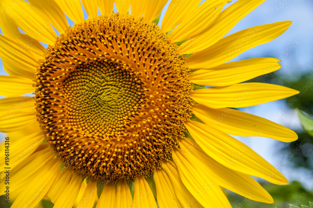 Fototapeta premium Sun Flower