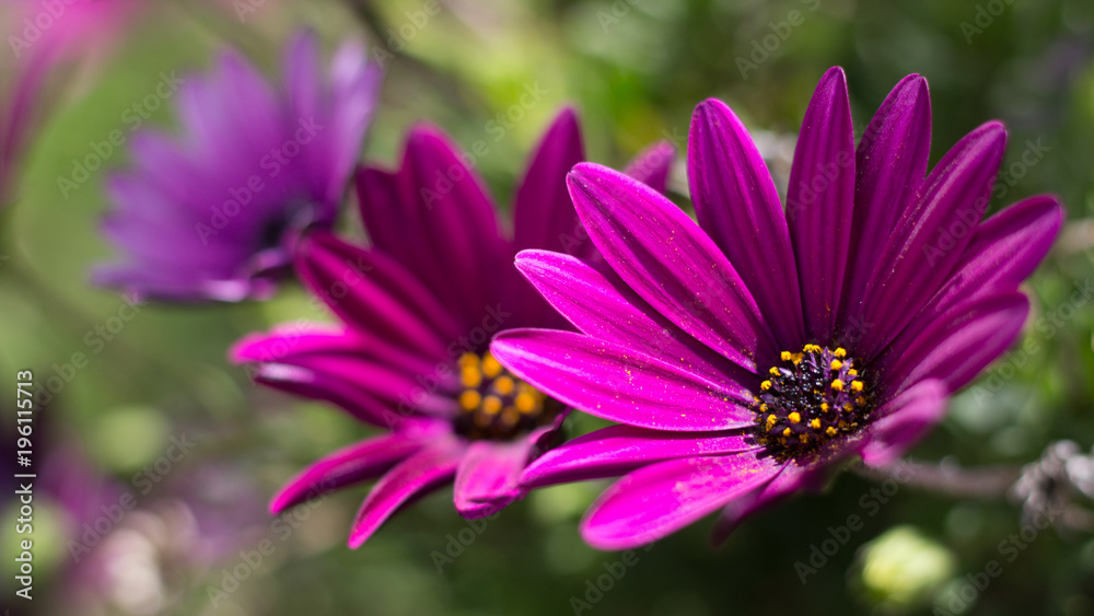 Focus and blur through three violet flowers Focus and blur through three violet flowers
