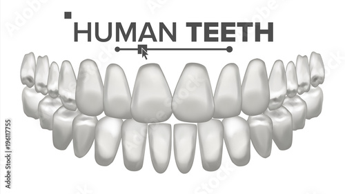 Tooth Mouth Anatomy Vector. Human Teeth. Healthy White Teeth. Dentistry Medical Concept. 3D Realistic Isolated Illustration