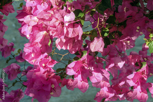 A close-up of beautiful pink bougainvillea flowers © David EP Dennis 