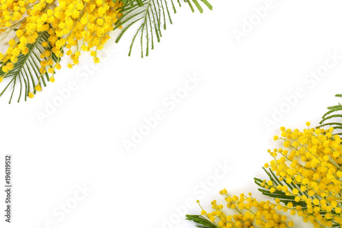 mimosa isolated on white background with copy space for your text. Top view