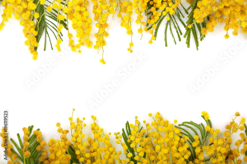 mimosa isolated on white background with copy space for your text. Top view