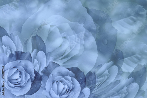 Floral blue beautiful background. Flower composition of roses flowers. Close-up. Nature.