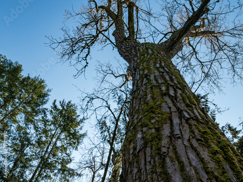 tall tree with leafless branches and rough bark under the blue sky view from the bottom