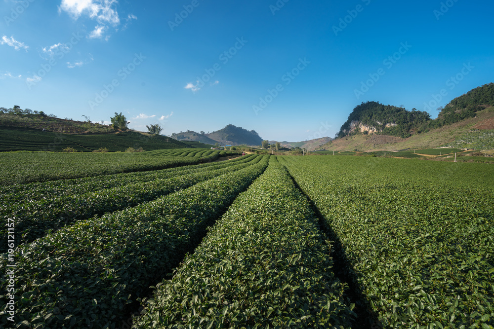 Tea plantation landscape on clear day. Tea farm with blue sky and white clouds.