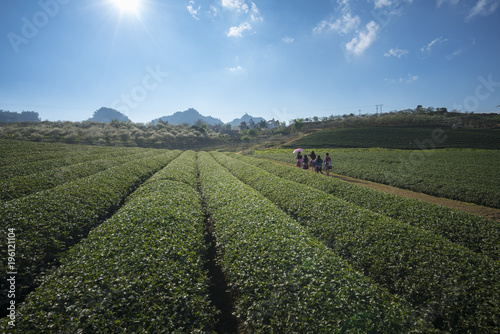 Tea plantation landscape on clear day. Tea farm with local people walking on road  blue sky and white clouds.