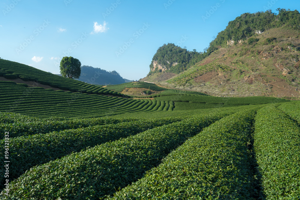 Tea plantation landscape on clear day. Tea farm with blue sky and white clouds.