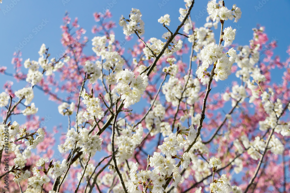 美しい白梅と河津桜