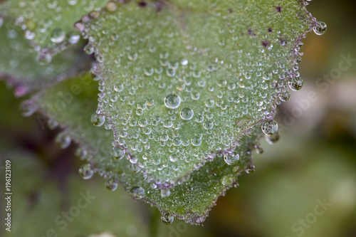 Drops on Leaf , Dew drops close up photo