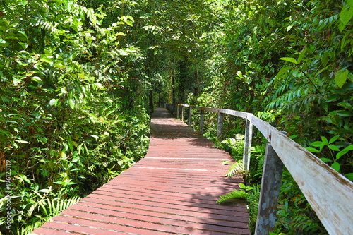 Hiking Trail in Gunung Mulu National Park, Malaysia photo
