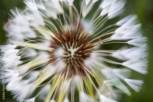 Fototapeta Naklejka Na Ścianę i Meble -  Dandelion