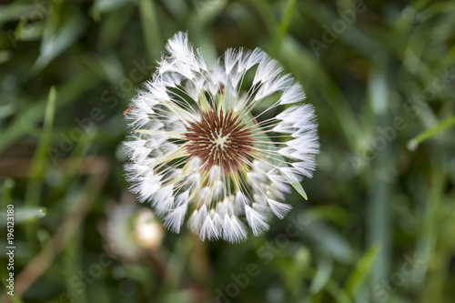 Fototapeta Naklejka Na Ścianę i Meble -  Dandelion