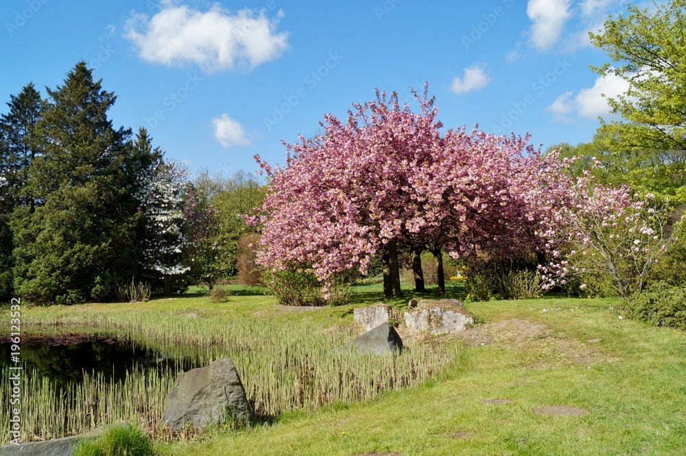 Pink flowering tree over nature background / Spring tree / Spring Background.
Pink flowering tree over nature background / Spring tree / Spring Background.