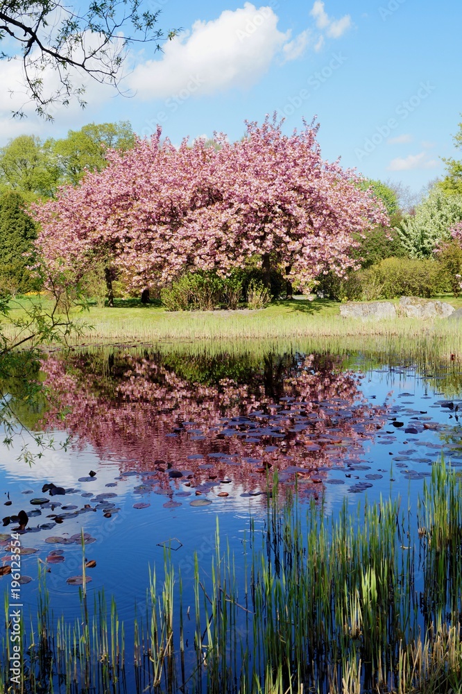 Pink flowering tree over nature background / Spring tree / Spring Background.
Pink flowering tree over nature background / Spring tree / Spring Background.