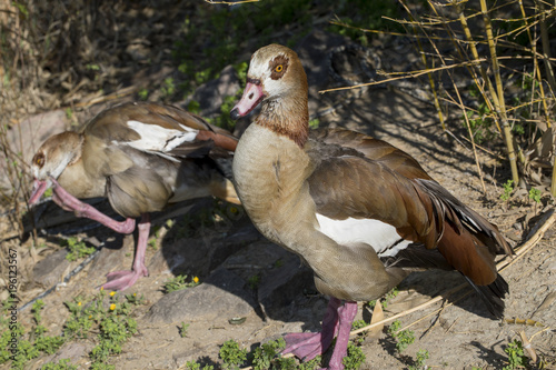 Couple Mandarin Duck