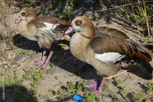 Couple Mandarin Duck