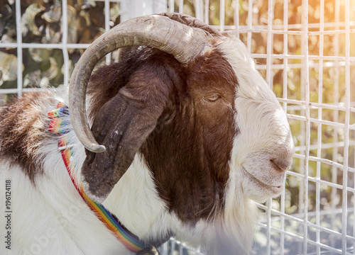 peaceful face of goat pet in cage