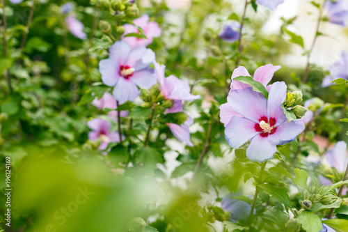 Fototapeta Naklejka Na Ścianę i Meble -  A bush of beautiful pink flowers. Nature background.