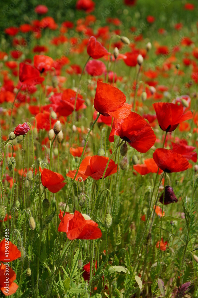 red poppies on a meadow
